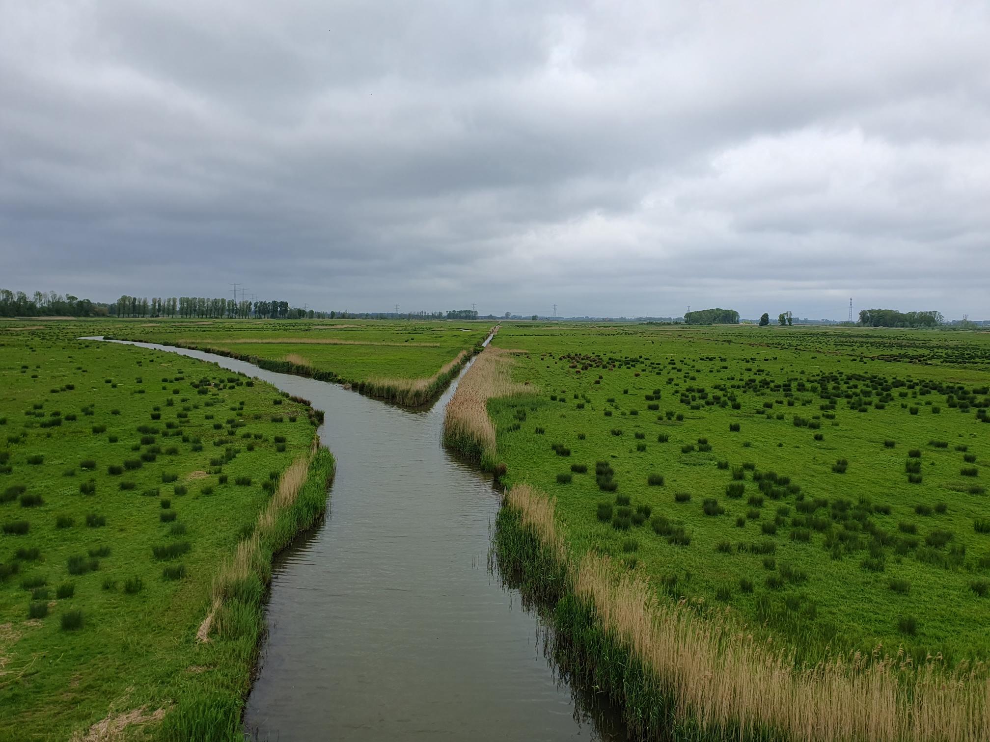 Vogelaars (Biesbosch). Foto van Johan Meijer.